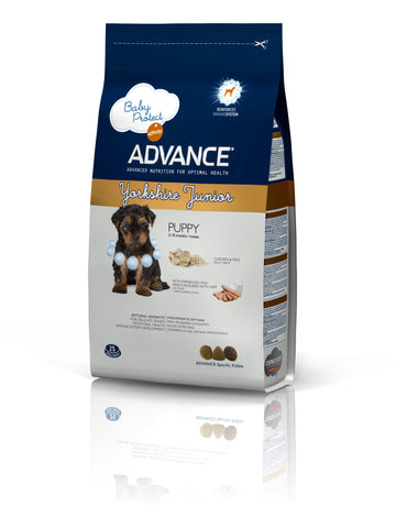 Advance Yorkshire Terrier Junior