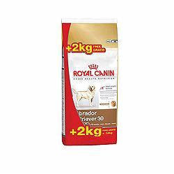 Royal Canin Labrador Retriever Adulto